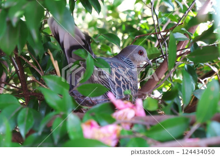 Pheasant pigeon incubating eggs Pheasant pigeon incubating eggs 124434050