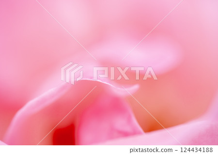 Pink rose petals, macro photography Pink rose petals, macro photography 124434188