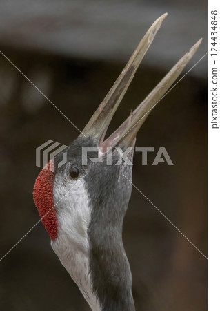 Red-crowned crane or Japanese crane (Grus japonensis). Rare species crane 124434848