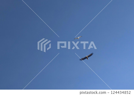 Blue sky. Eagle and sea gull high fly 124434852