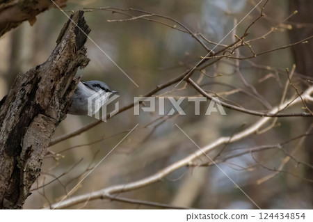 The Nuthatch (Sitta europaea) in a classical position The Nuthatch (Sitta europaea) in a classical position 124434854
