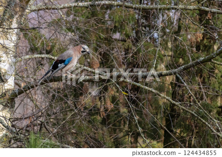 A colorful Eurasian jay sits on a thick branch. A colorful Eurasian jay sits on a thick branch. 124434855