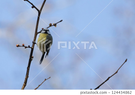 Eurasian blue tit (Cyanistes caeruleus or Parus caeruleus) sitting on a branch 124434862