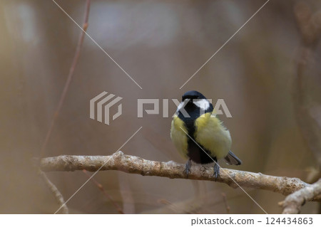 Parus Major Great Tit 124434863