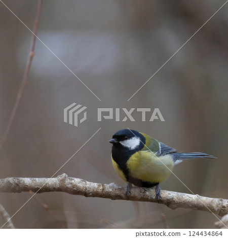 Parus Major Great Tit 124434864