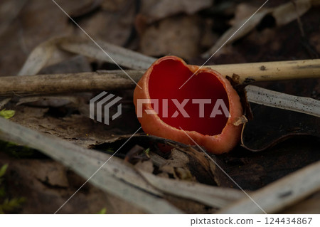 Sarcoscypha austriaca - amazing non-edible mushroom 124434867