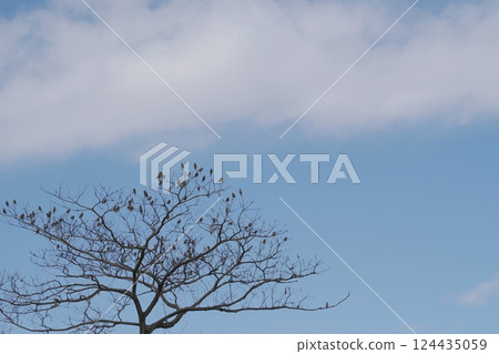 flock of birds perched on a tree 124435059
