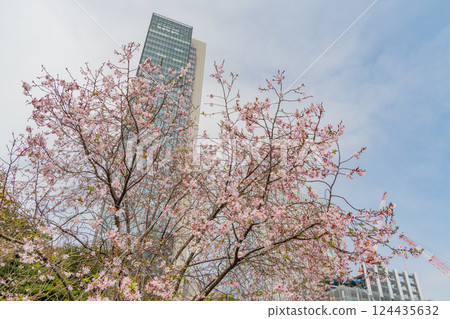 [Tokyo] Cherry blossoms have begun to bloom at the Kyu-Shiba Rikyu Gardens 124435632
