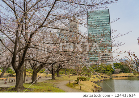 [東京] 舊芝離宮恩賜庭園的櫻花開始綻放 124435634