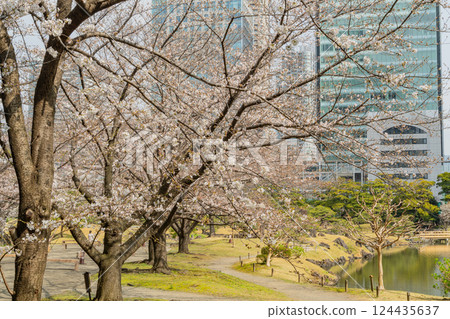 [Tokyo] Cherry blossoms have begun to bloom at the Kyu-Shiba Rikyu Gardens 124435637