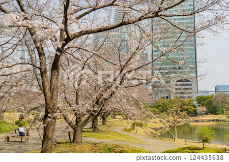 [Tokyo] Cherry blossoms have begun to bloom at the Kyu-Shiba Rikyu Gardens 124435638