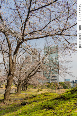 [東京] 舊芝離宮恩賜庭園的櫻花開始綻放 124435639