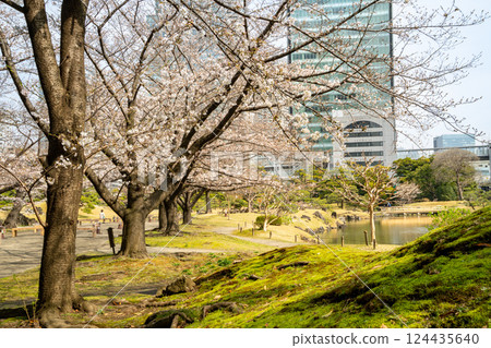 [東京] 舊芝離宮恩賜庭園的櫻花開始綻放 124435640