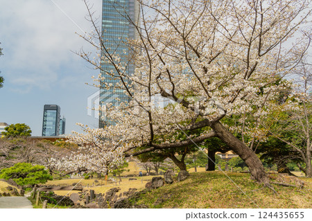 [Tokyo] Cherry blossoms have begun to bloom at the Kyu-Shiba Rikyu Gardens 124435655