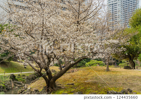 [東京] 舊芝離宮恩賜庭園的櫻花開始綻放 124435660