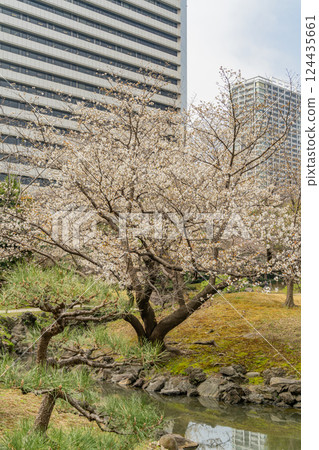 [東京] 舊芝離宮恩賜庭園的櫻花開始綻放 124435661