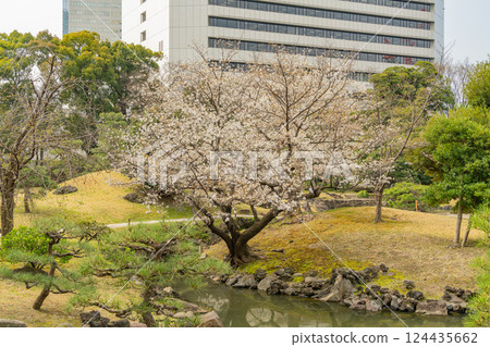 [東京] 舊芝離宮恩賜庭園的櫻花開始綻放 124435662