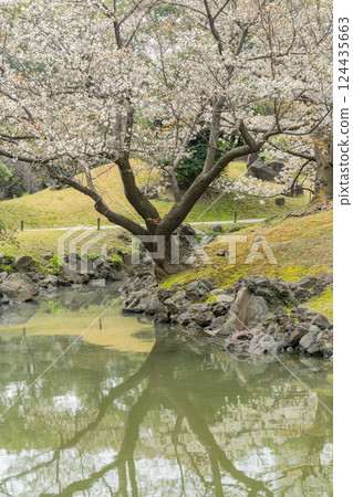 [東京] 舊芝離宮恩賜庭園的櫻花開始綻放 124435663