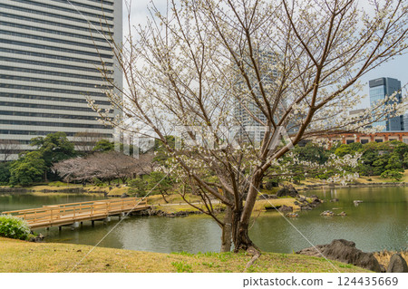 [東京] 舊芝離宮恩賜庭園的櫻花開始綻放 124435669