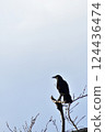 一隻烏鴉棲息在一棵枯樹上 124436474