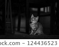 Black and white cat 124436523