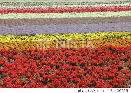  Farm Tomita 124436539