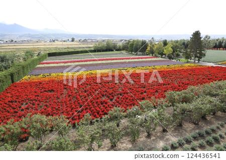  Farm Tomita 124436541