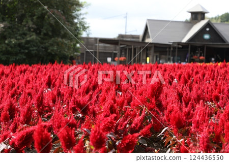  Farm Tomita 124436550