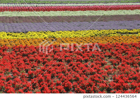 富田農場 富田農場 124436564