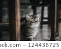 Cat 124436725