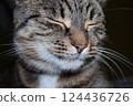 Up cat 124436726