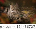 Autumn's cat 124436727