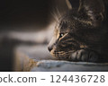 Sleeping cat 124436728