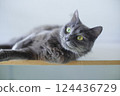 Gray cat 124436729