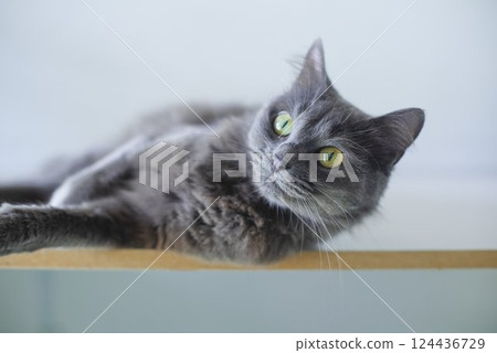 Gray cat 124436729