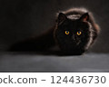 Black cat  124436730