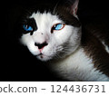 Blue eyes cat 124436731
