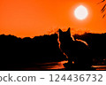 Cat standing in the sunset 124436732