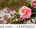 盛開在庭院裡的桃紅色山茶花 124436822