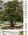覆雪的山茶樹 124436823