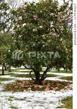Snow-covered camellia tree 124436823