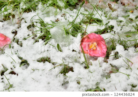 Camellia flowers fallen on the snow 124436824