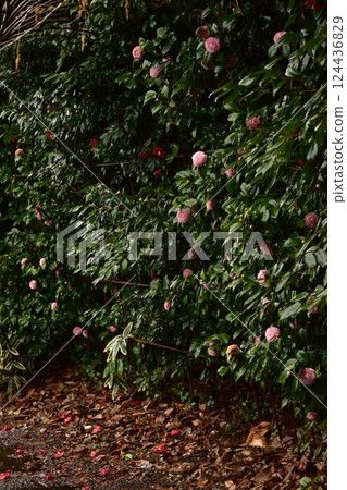 Landscape with fence Landscape with fence 124436829