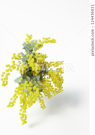 美麗的含羞草花，白色背景 124436831