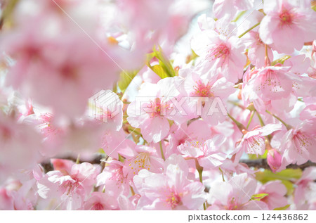 Kawazu cherry blossoms in full bloom 124436862