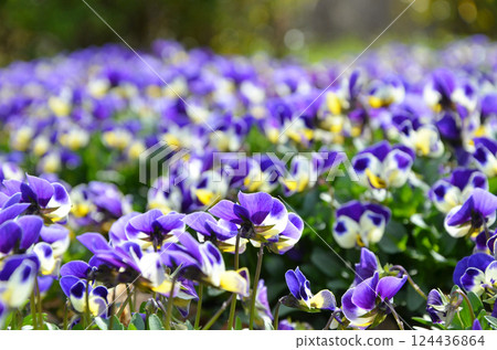 Viola flowers blooming in the flowerbed 124436864