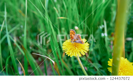 Banisimi停在蒲公英 124437072