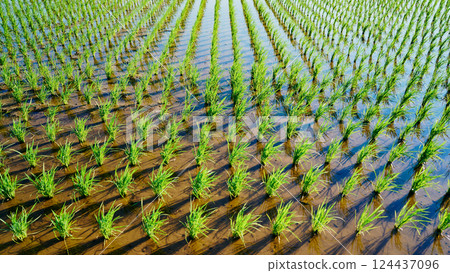 Paddy field after rice planting, rice cultivation Paddy field after rice planting, rice cultivation 124437096