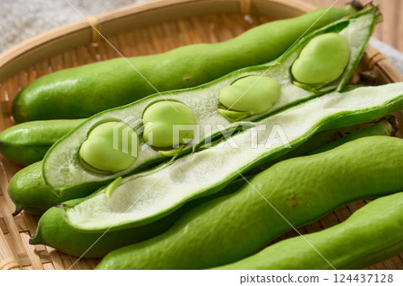 春季蠶豆 / 竹籃裡的生蠶豆 春季蠶豆 / 竹籃裡的生蠶豆 124437128