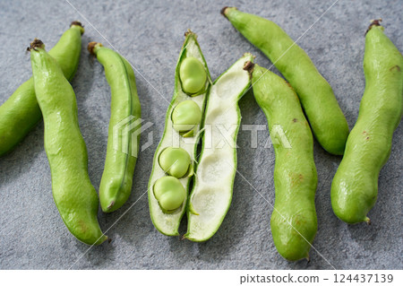 灰色背景排列的春季蠶豆 灰色背景排列的春季蠶豆 124437139